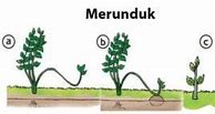 Tumbuhan Berikut Yang Berkembang Biak Dengan Cara Stolon Adalah